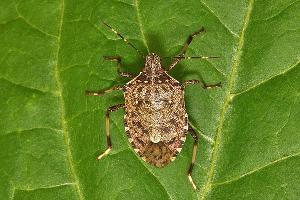 Мраморный клоп © Фото пресс-службы Кавказского биосферного заповедника