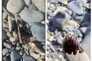  &copy;&nbsp;Скриншот из телеграм-канала &laquo;Наша Газета Новороссийск&raquo; https://t.me/ng_nov/24848