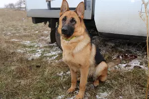 служебная овчарка Юта &copy;&nbsp;Фото пресс-службы МВД по Республике Крым