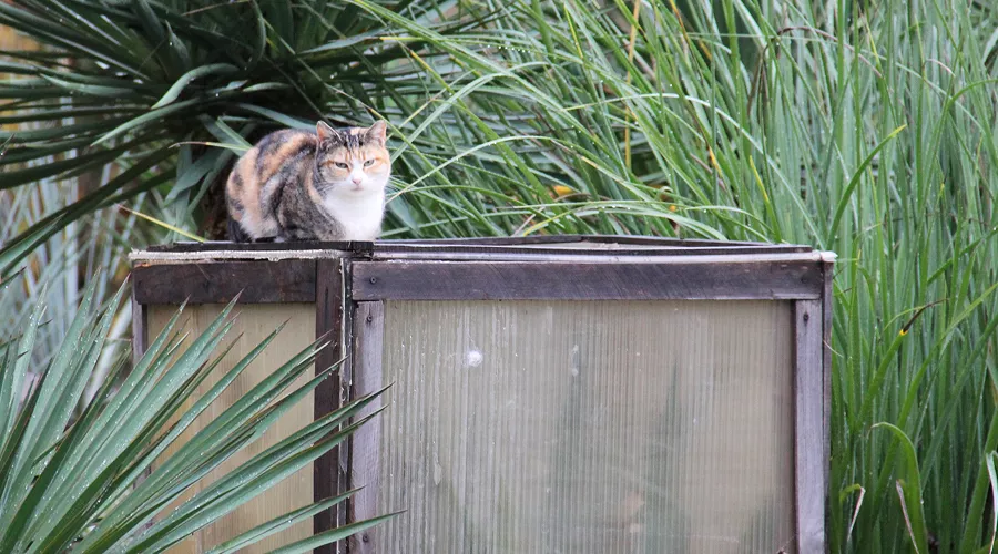  &copy;&nbsp;Фото пресс-службы Сочинского нацпарка