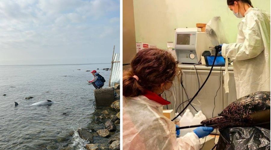  &copy;&nbsp;Коллаж из скриншотов фото из телеграм-канала &laquo;Delfacenter&raquo;