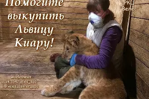  &copy;&nbsp;Фото со страницы vk.com/veles_spb