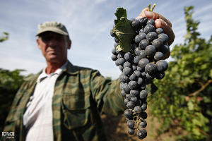 Сбор винограда на Кубани © Влад Александров, ЮГА.ру