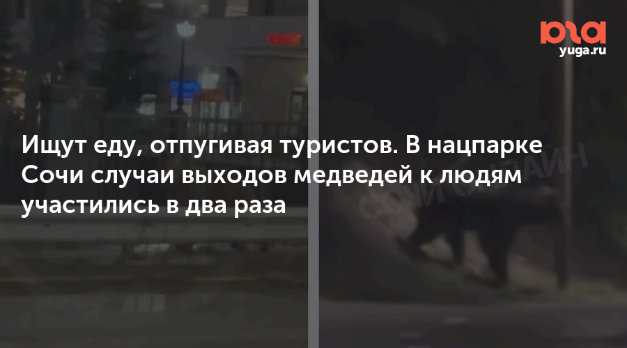 Ищут еду, отпугивая туристов. В нацпарке Сочи случаи выходов медведей к людям участились в два раза