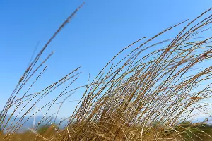 Луговик средний &copy;&nbsp;Фото Елены Синеок, Юга.ру