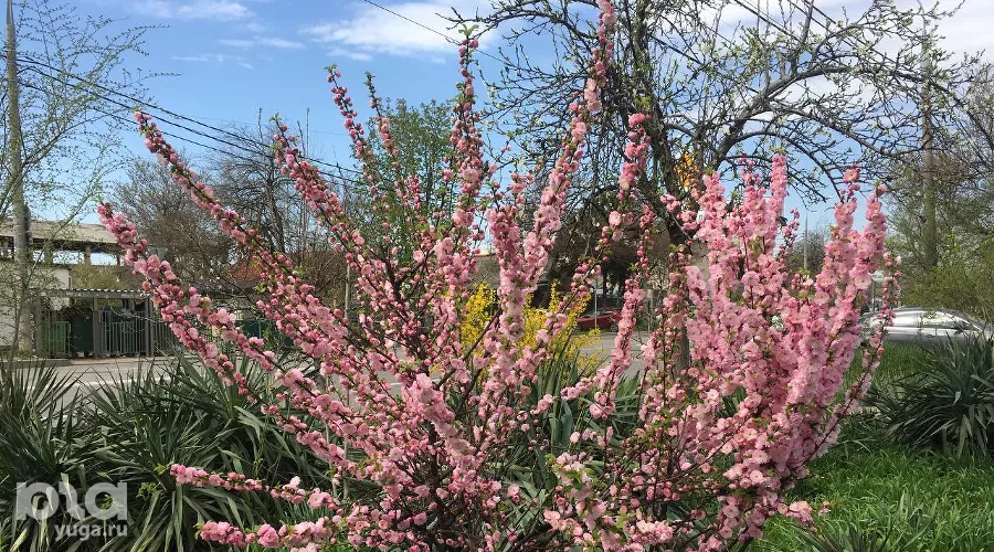  &copy;&nbsp;Фото Олеси Шубиной, Юга.ру