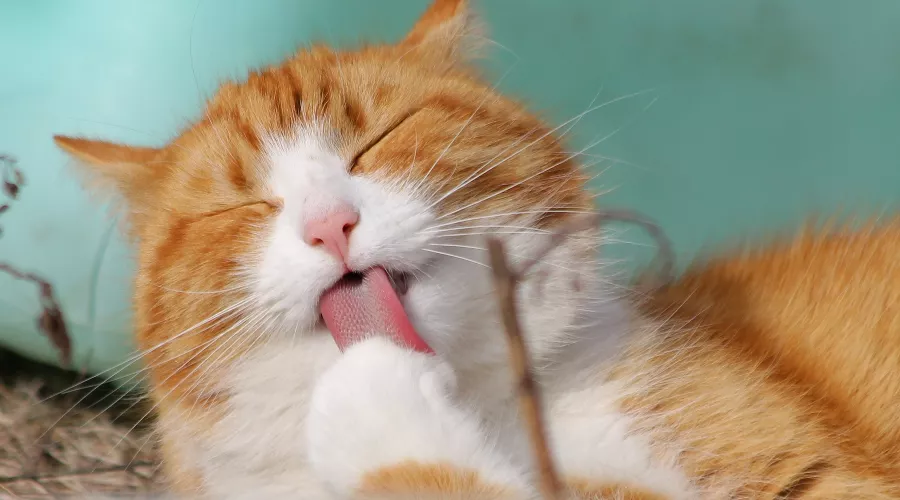 Кошка &copy;&nbsp;Фото с сайта pixabay.com