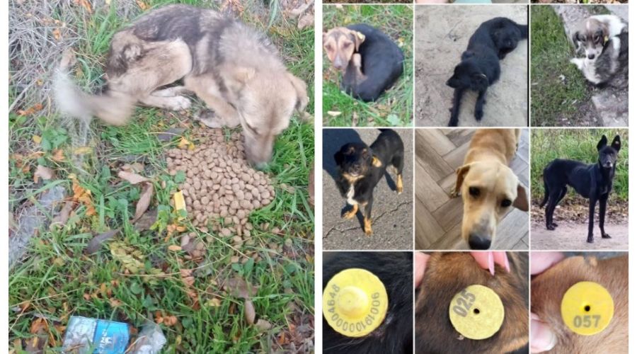  © Скриншот из телеграм-канала «ЗверЮга» https://t.me/zveryuga/29117