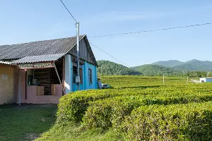 Чайная плантация &copy;&nbsp;Фото Екатерины Штыбиной