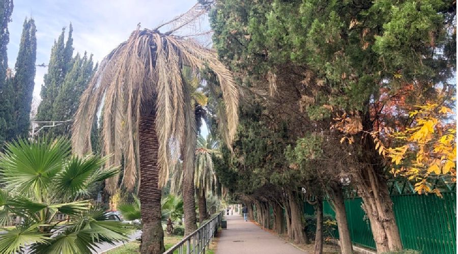  © Скриншот фото с сайта издания «Сочи Онлайн»