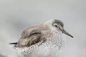  &copy;&nbsp;facebook.com/alexshkolny