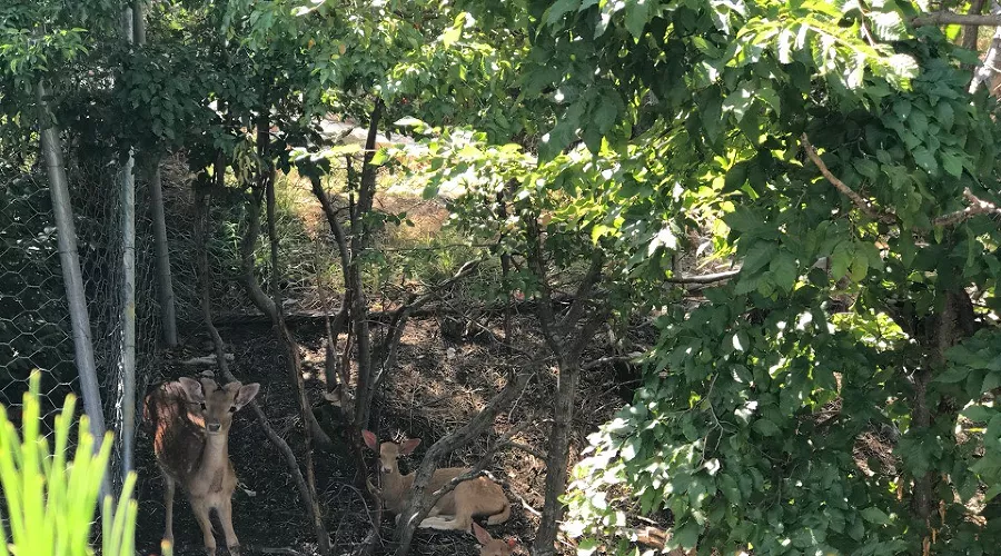  &copy;&nbsp;Фото vk.com/safarigelendzhik