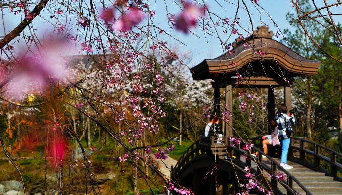 Весна в Японском саду парка «Краснодар»