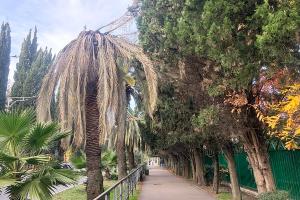  © Скриншот фото с сайта издания «Сочи Онлайн»