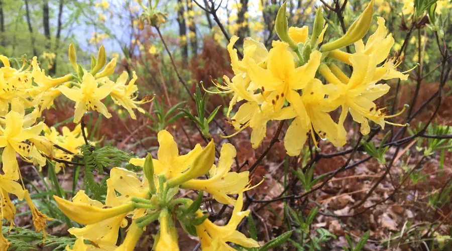 Рододендрон желтый &copy;&nbsp;Фото пресс-службы Сочинского нацпарка