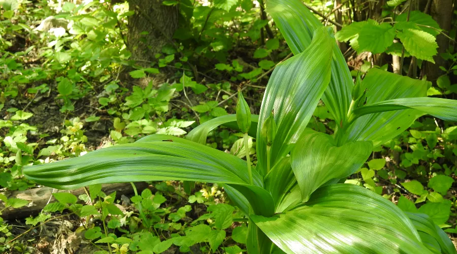 Безвременник великолепный &copy;&nbsp;Фото пресс-службы Сочинского нацпарка
