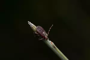 Клещ &copy;&nbsp;Автор фото wirestock, сайт freepik.com