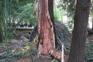  © Фото пресс-службы Сочинского нацпарка