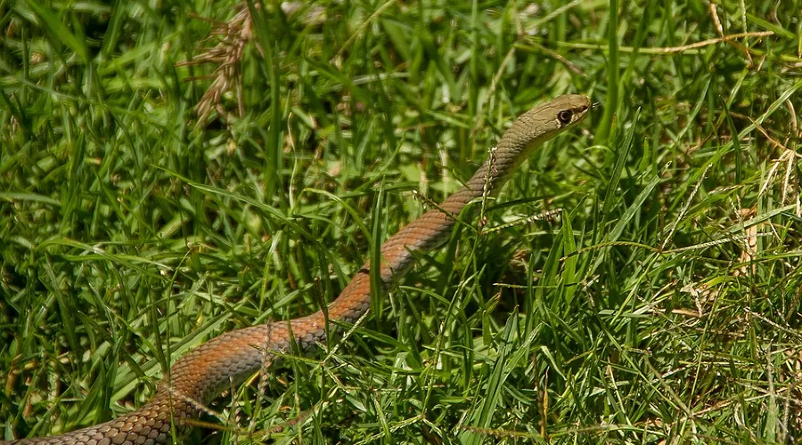 Змея, полоз &copy;&nbsp;фото с сайта pixabay.com