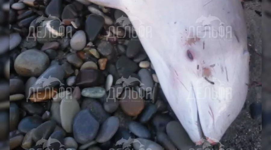  &copy;&nbsp;Фото со страницы vk.com/delfacenter