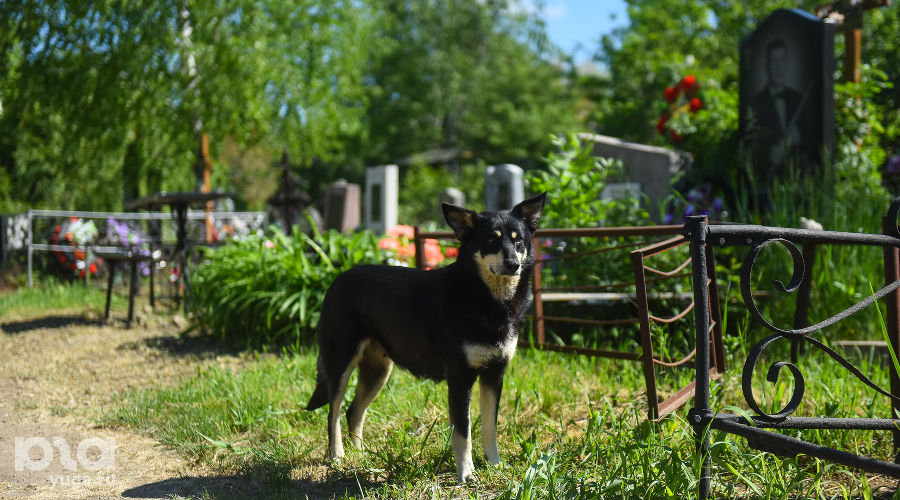 Радоница в Краснодаре © Фото Елены Синеок, Юга.ру