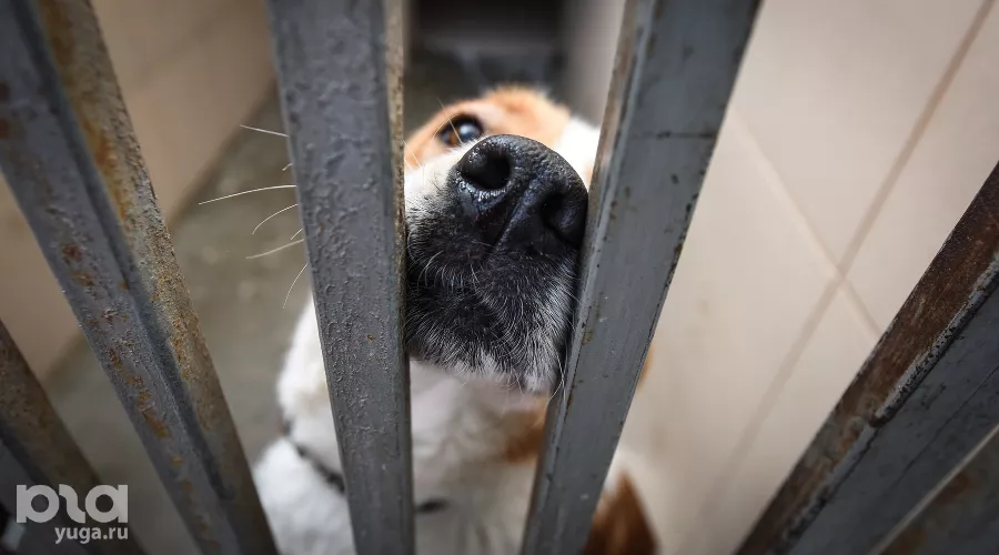 Приют для пострадавших животных «Краснодог» &copy;&nbsp;Фото Елены Синеок, Юга.ру