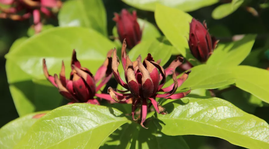  &copy;&nbsp;Фото пресс-службы Сочинского национального парка