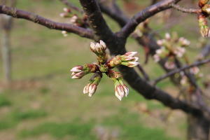  © Фото пресс-службы Сочинского нацпарка