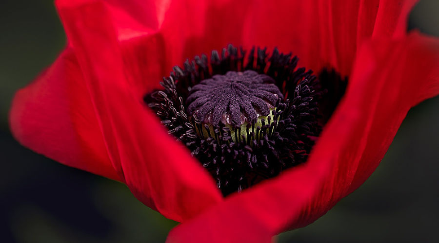 poppy red poppy flower