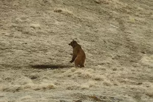  &copy;&nbsp;Фото Юрия Спасовского, пресс-служба Кавказского биосферного заповедника