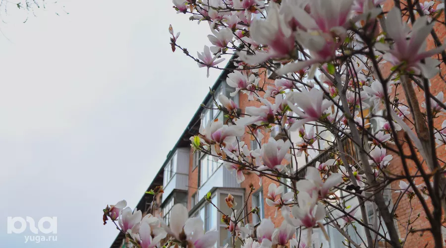 Весна в Краснодаре &copy;&nbsp;Фото Марины Солошко, Юга.ру