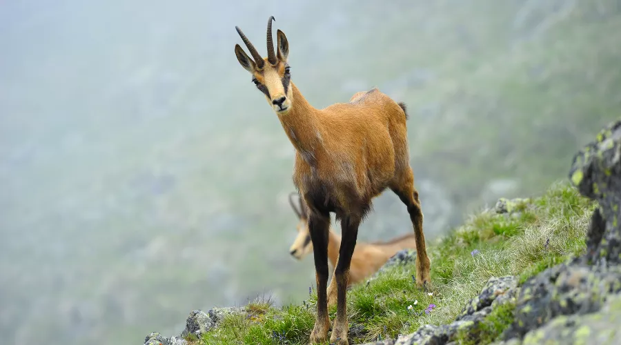  &copy;&nbsp;Фото Сергея Трепета, предоставлено пресс-службой &laquo;Курорта Красная Поляна&raquo;