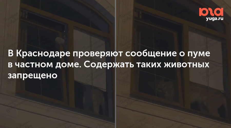 В Краснодаре проверяют сообщение о пуме в частном доме. Содержать таких животных запрещено