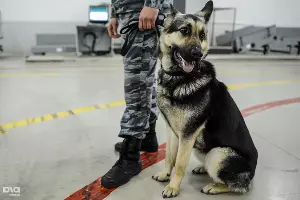 Работа сотрудников служб аэропорта авиационной безопасности в аэропорту Сочи &copy;&nbsp;Нина Зотина, ЮГА.ру