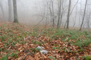  © Фото пресс-службы Кавказского заповедника