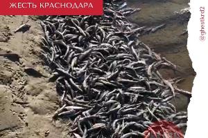  © Скриншот видео из телеграм-канала «Жесть Краснодара и края», t.me/ghestkrd