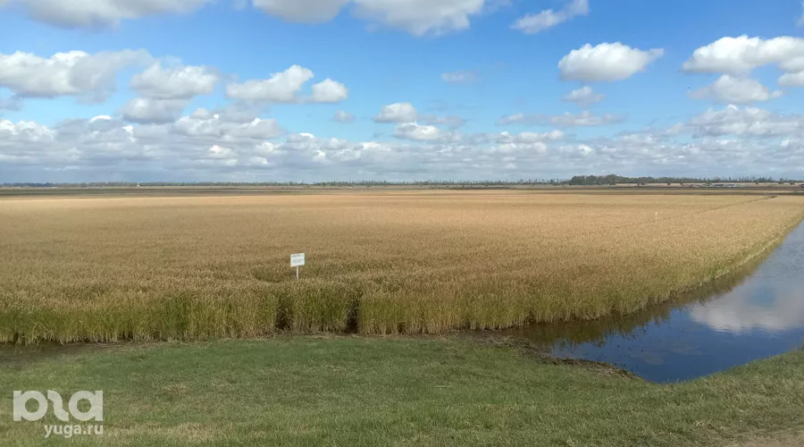  &copy;&nbsp;Фото Ярославы Гуляевой, Юга.ру