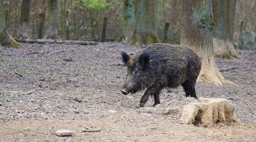  &copy;&nbsp;Фото пользователя webandi с сайта pixabay.com