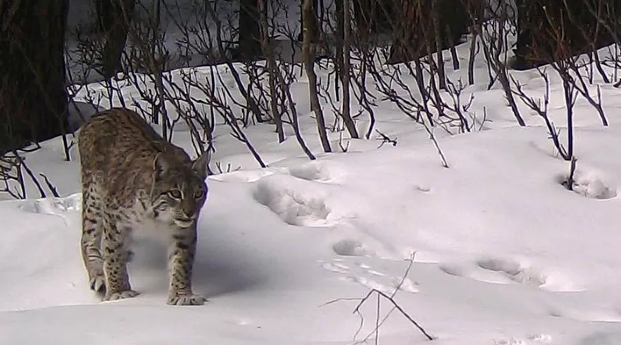 Рысь &copy;&nbsp;Фото пресс-службы Кавказского биосферного заповедника