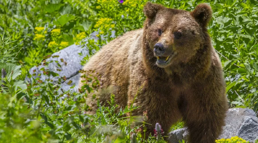 Бурый медведь &copy;&nbsp;Фото из группы vk.com/kavzapoved