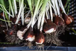 Тюльпаны &copy;&nbsp;Фото Елены Синеок, Юга.ру