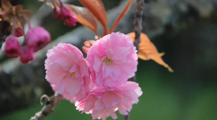  &copy;&nbsp;Фото пресс-службы Сочинского национального парка