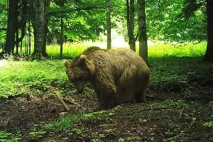 Бурый медведь неподалеку от места выпуска Артека &copy;&nbsp;Фото пресс-службы отделения &laquo;Российский Кавказ&raquo; WWF России