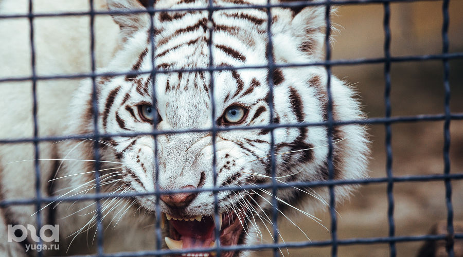 Парк львов "Тайган" в Крыму  © Денис Яковлев, ЮГА.ру