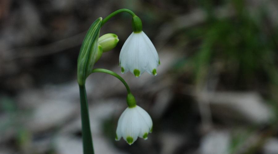  © Фото пресс-службы Сочинского национального парка