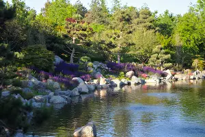 Шалфей в Японском саду парка &laquo;Краснодар&raquo; &copy;&nbsp;Фото Марины Солошко, Юга.ру