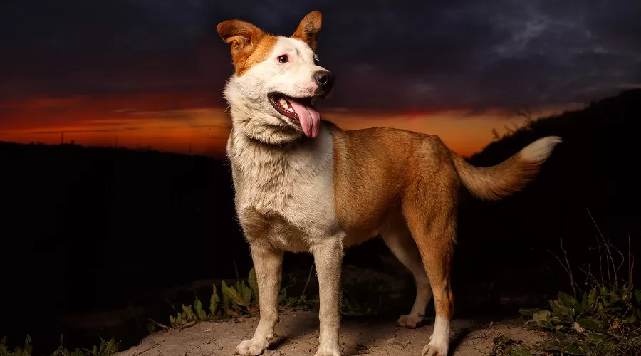  &copy;&nbsp;Фото пресс-службы курорта &laquo;Роза Хутор&raquo;