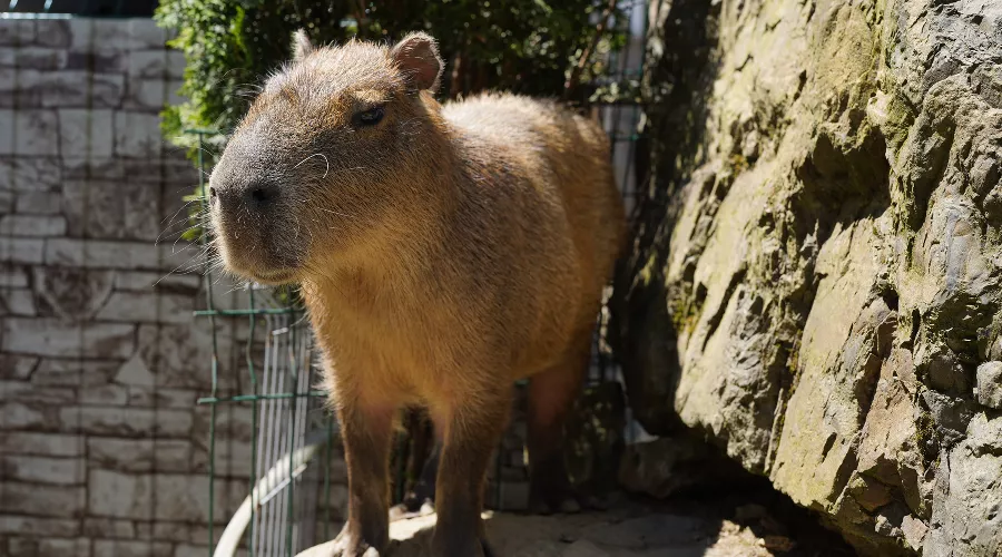  &copy;&nbsp;Фото пресс-службы курорта &laquo;Роза Хутор&raquo;