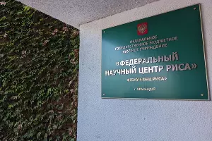 ФГБНУ &laquo;ФНЦ Риса&raquo; &copy;&nbsp;Фото Александры Прохоренковой-Аксёновой, Юга.ру