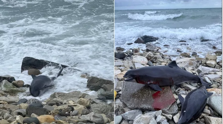  &copy;&nbsp;Коллаж из скриншотов фото из телеграм-канала &laquo;Delfacenter&raquo;